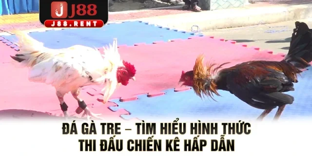 Đá Gà Tre – Tìm Hiểu Hình Thức Thi Đấu Chiến Kê Hấp Dẫn